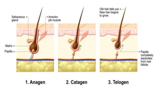 hair growth cycle