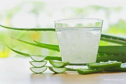 manfaat lidah buaya untuk kesehatan